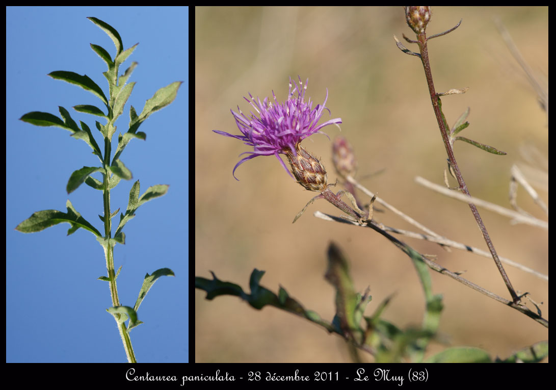 centaurea-paniculata